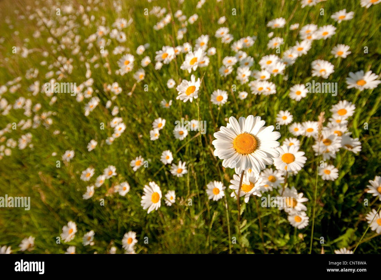 oxeye daisy (Chrysanthemum leucanthemum, Leucanthemum vulgare), blooming in a meadow, Germany, Rhineland-Palatinate Stock Photo