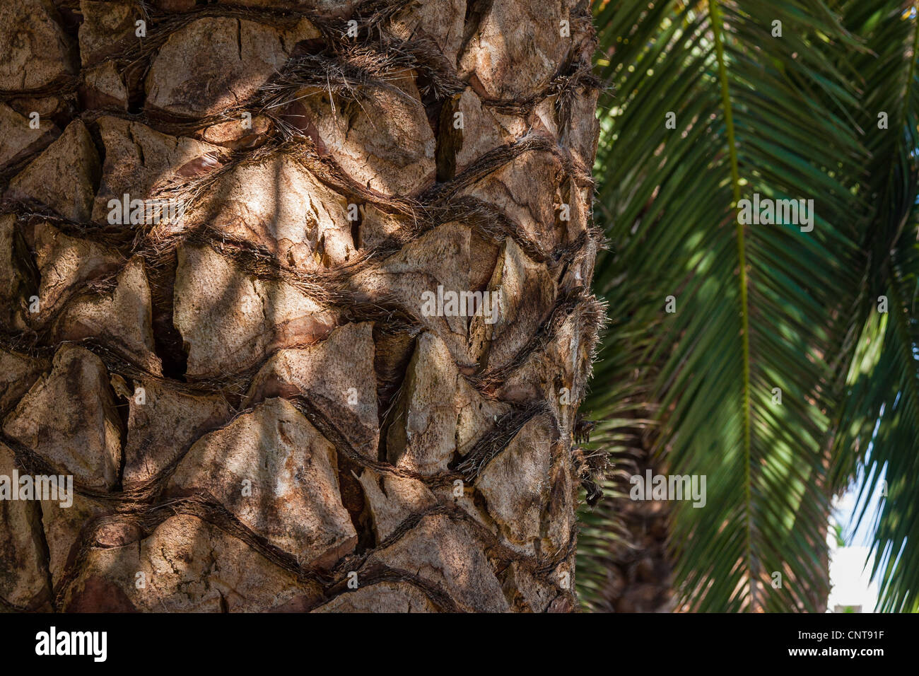 Palm tree bark hires stock photography and images Alamy