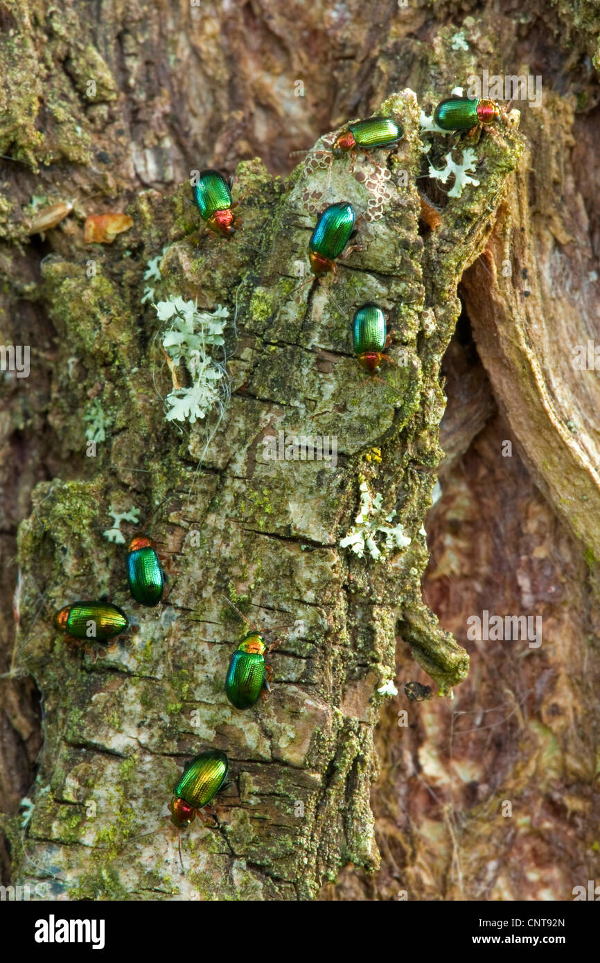 Dlochrysa (Dlochrysa fastuosa, Chrysolina fastuosa), walking on a tree trunk, Germany, Rhineland-Palatinate Stock Photo