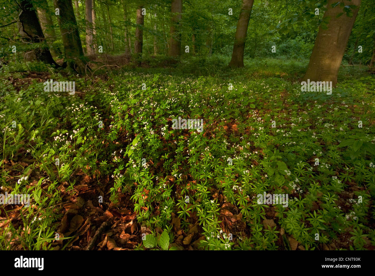 sweet woodruff (Galium odoratum), blooming in a beech forest, Germany, Rhineland-Palatinate Stock Photo