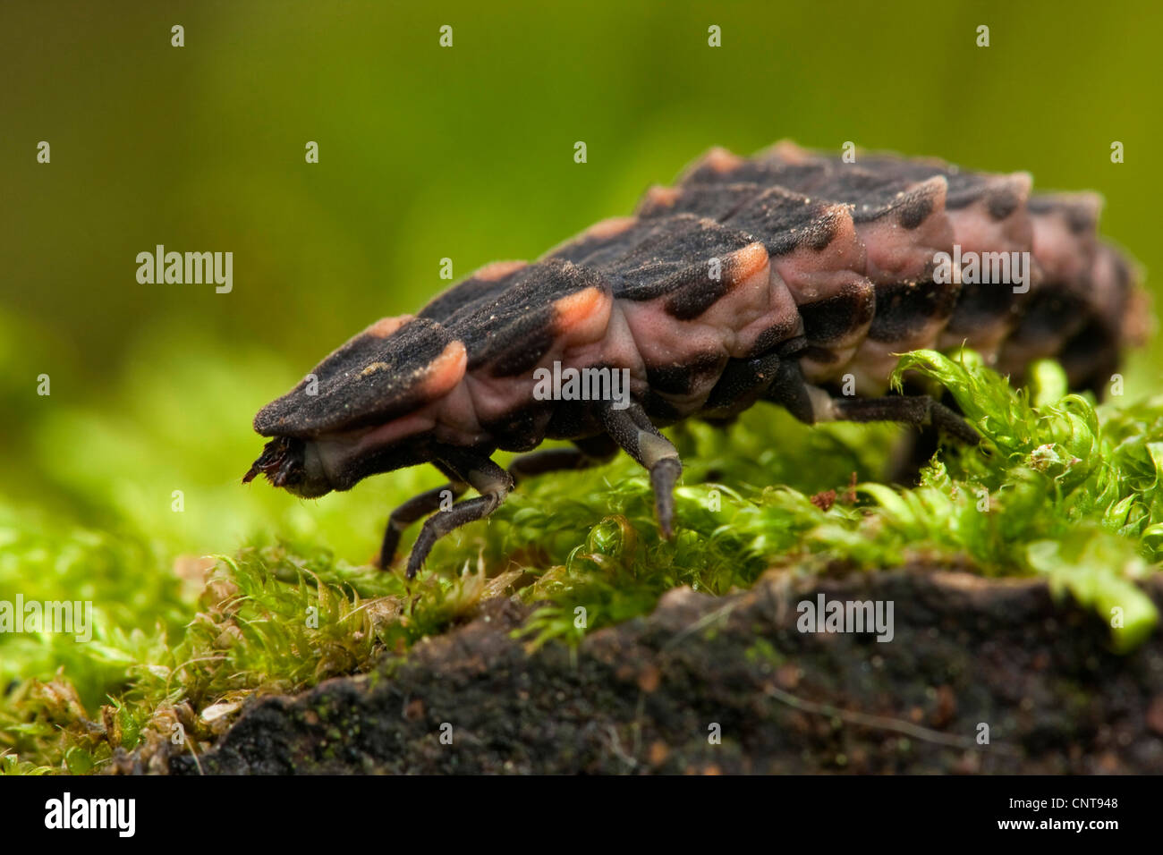 download pink glowworm download pink glowworm