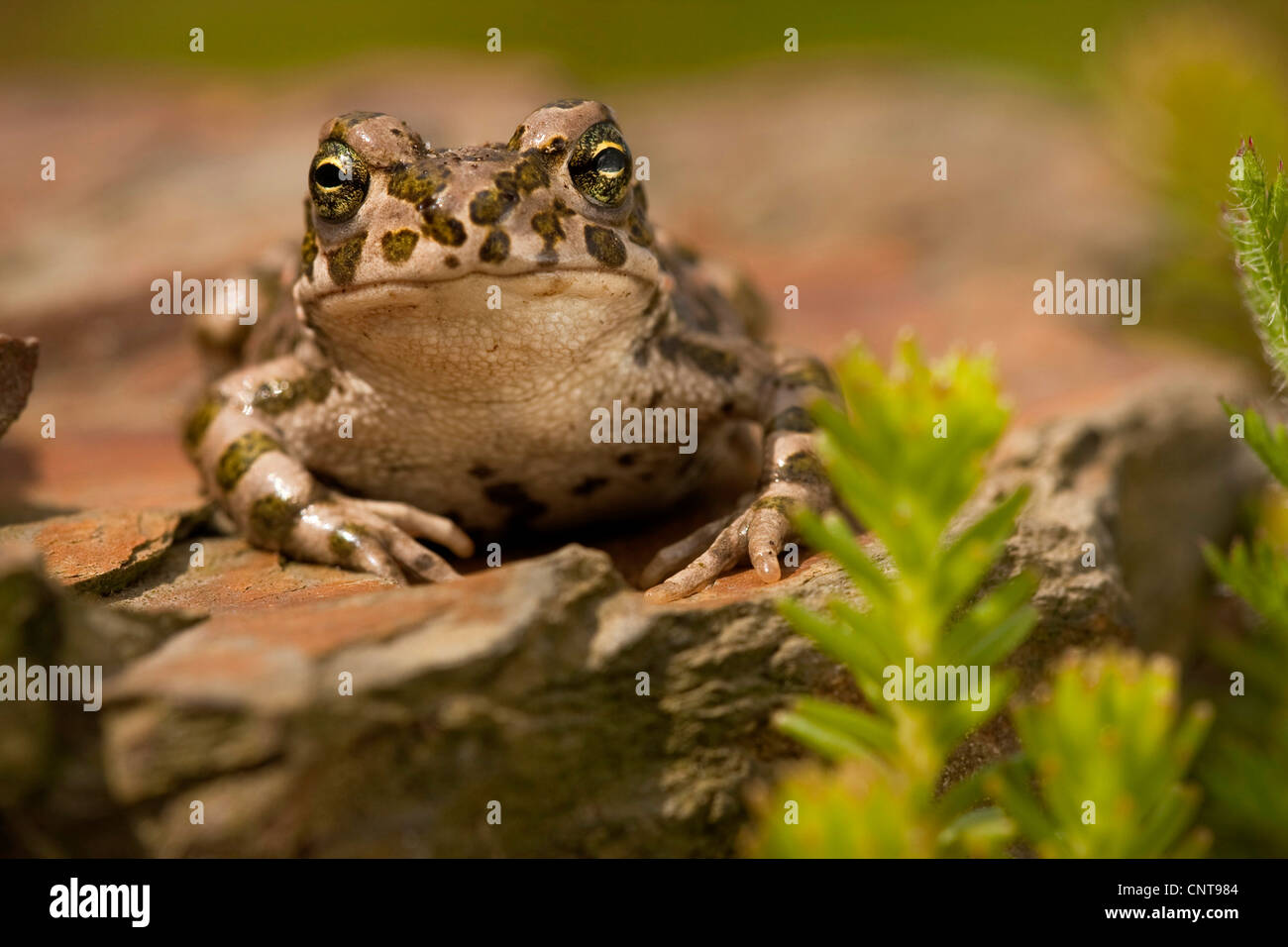 green toad or variegated toad (Bufo viridis), juvenile, Germany, Rhineland-Palatinate Stock Photo
