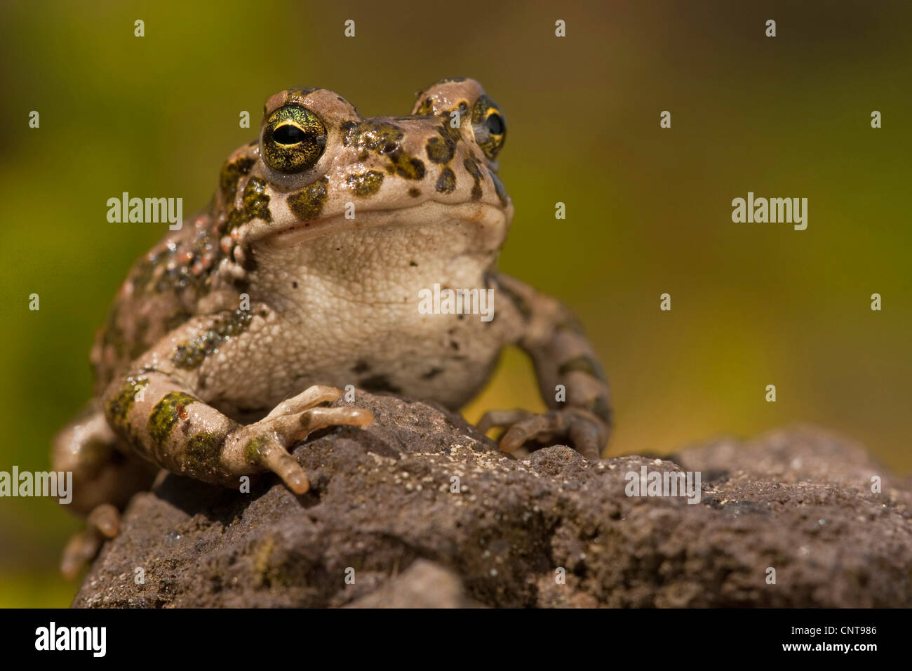 green toad or variegated toad (Bufo viridis), juvenile sitting on a rock, Germany, Rhineland-Palatinate Stock Photo