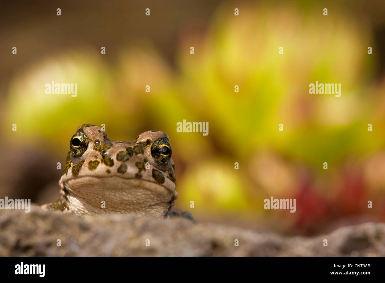 Juvenile peering from behind a rock hi-res stock photography and images ...
