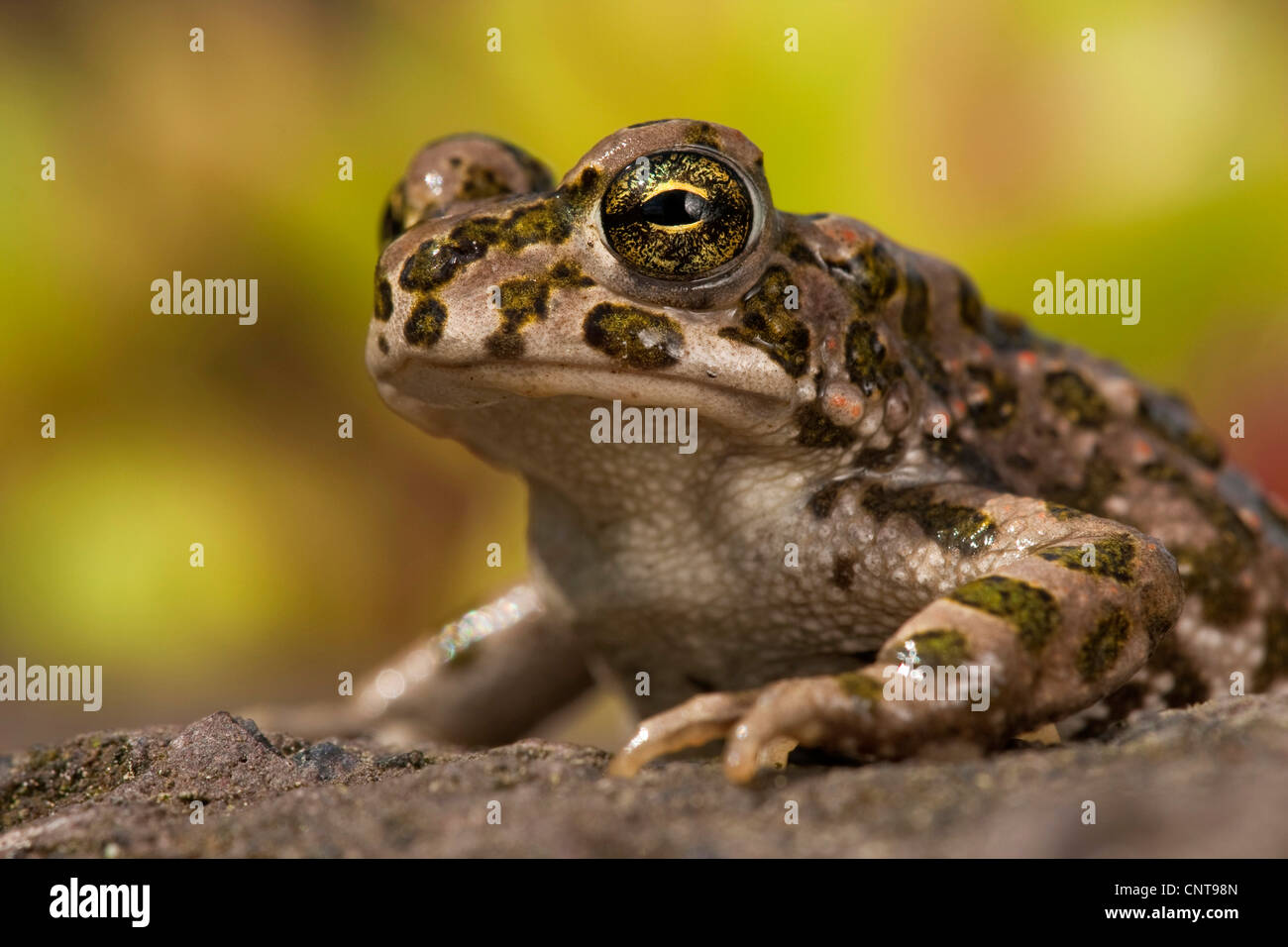 green toad or variegated toad (Bufo viridis), juvenile sitting on a rock, Germany, Rhineland-Palatinate Stock Photo