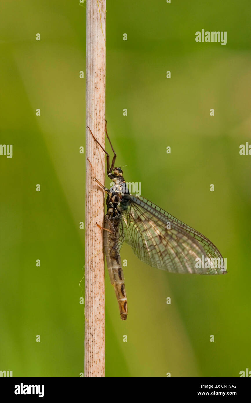 common mayfly (Ephemera vulgata), sitting at a sprout, Germany, Rhineland-Palatinate Stock Photo