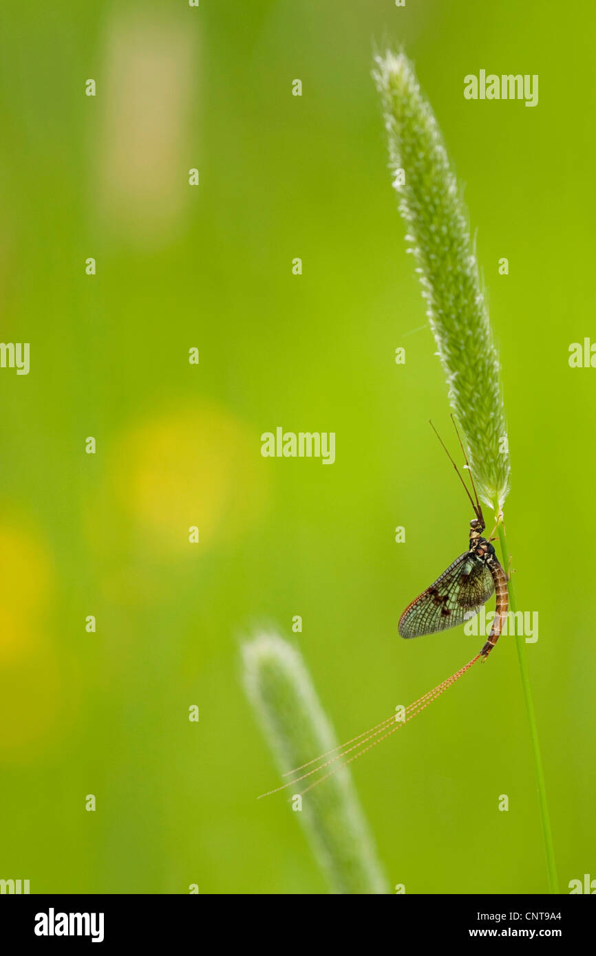 common mayfly (Ephemera vulgata), sitting at a grassear, Germany, Rhineland-Palatinate Stock Photo