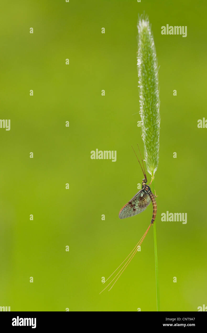 common mayfly (Ephemera vulgata), sitting at a grassear, Germany, Rhineland-Palatinate Stock Photo