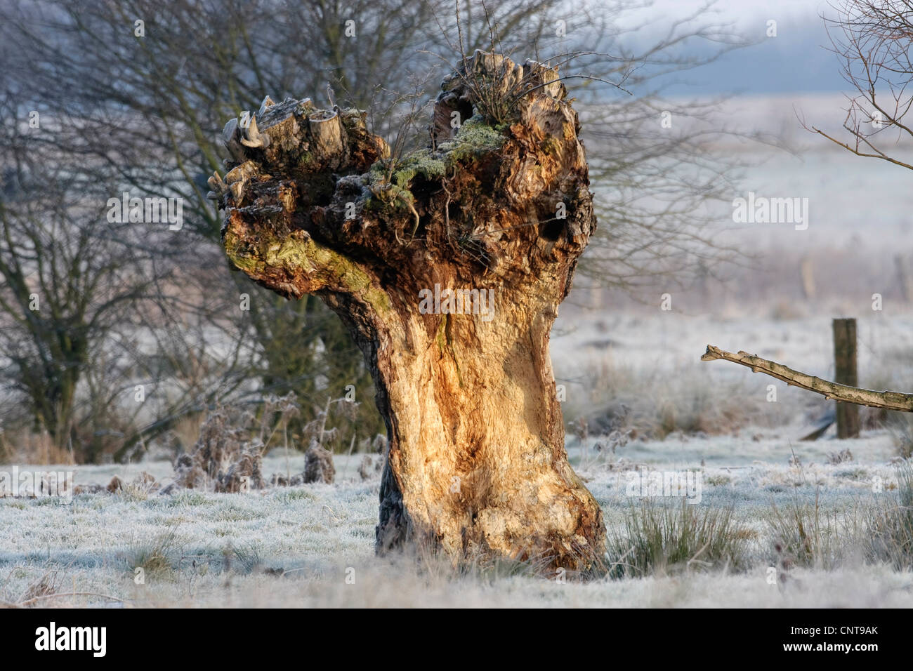 willow, osier (Salix spec.), leftovers of an old pollarded willow in a winter landscape, Germany Stock Photo