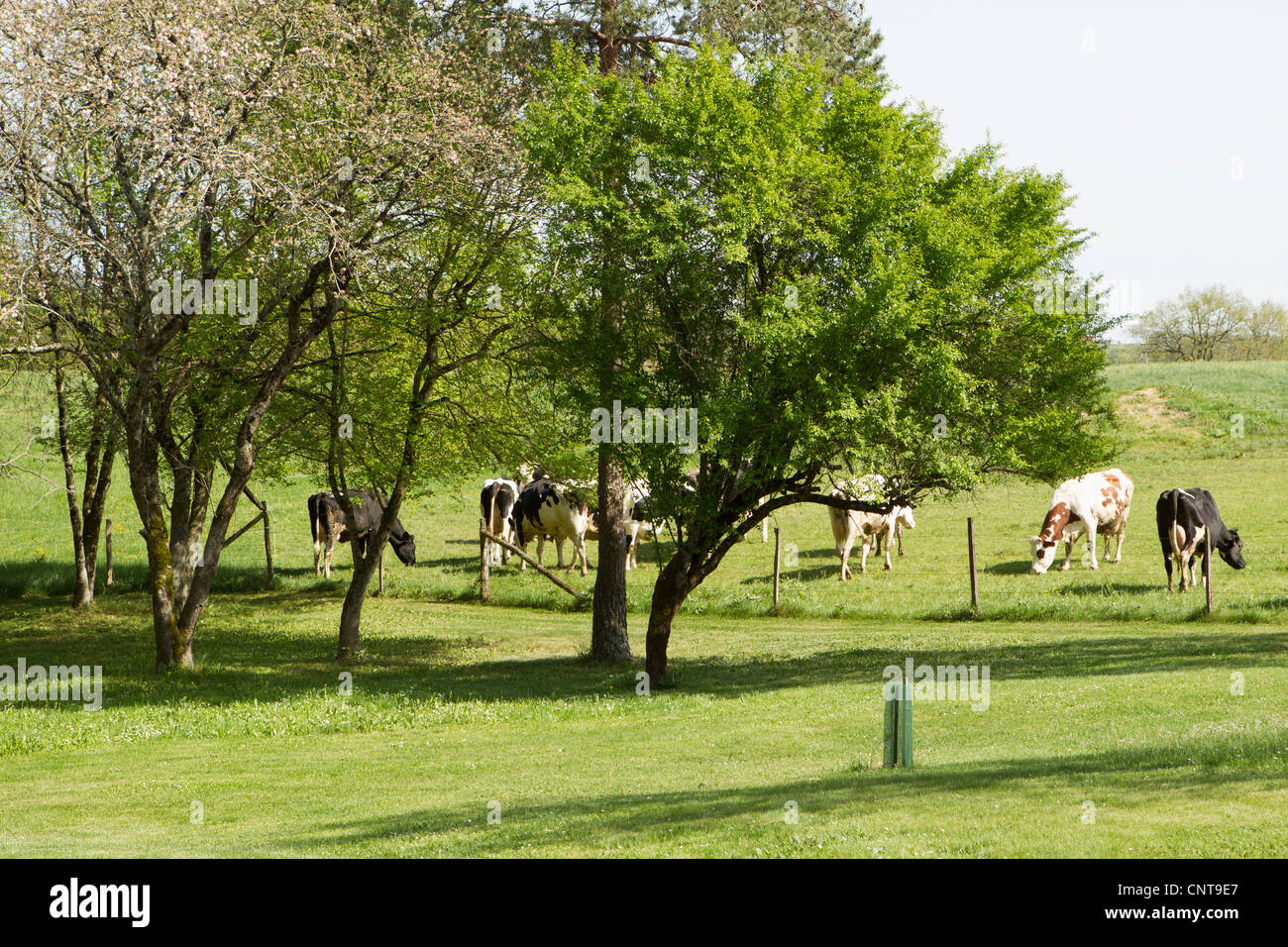 Cows grazing in pasture Stock Photo