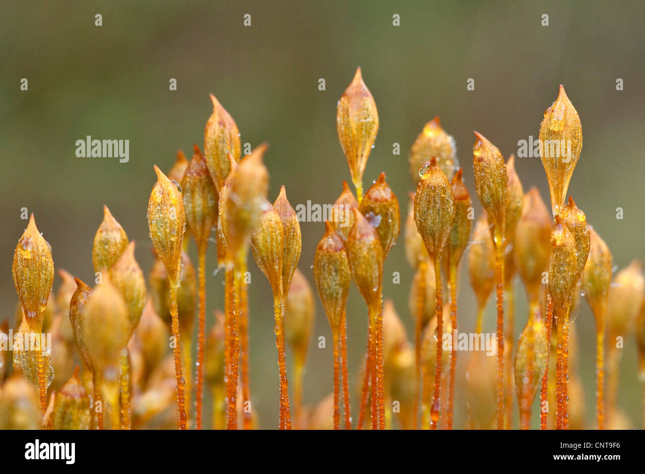 Hair cap moss (Polytrichum commune), capsules, Germany, Lower Saxony Stock Photo