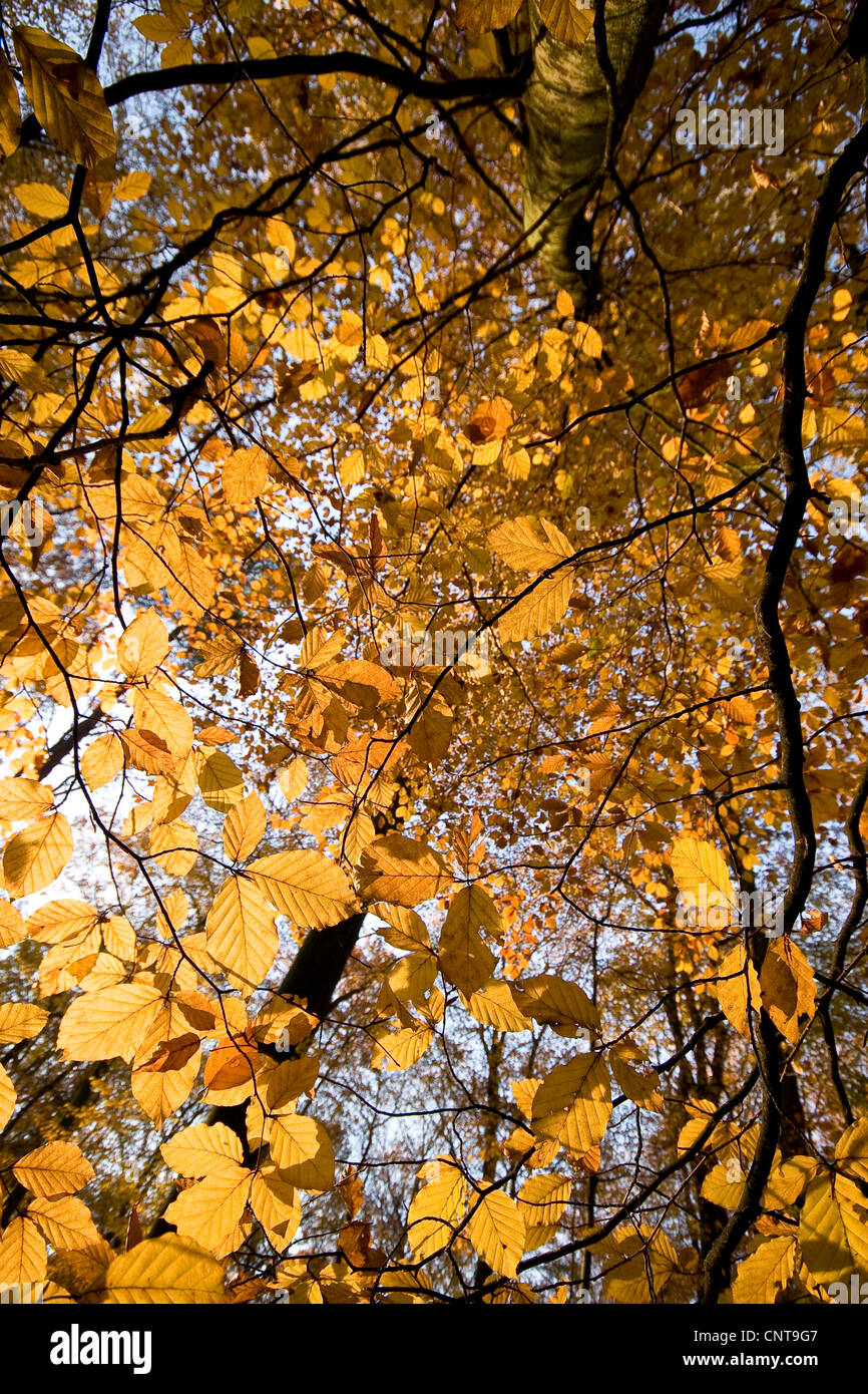 common beech (Fagus sylvatica), beech wood in autumn, Germany Stock Photo