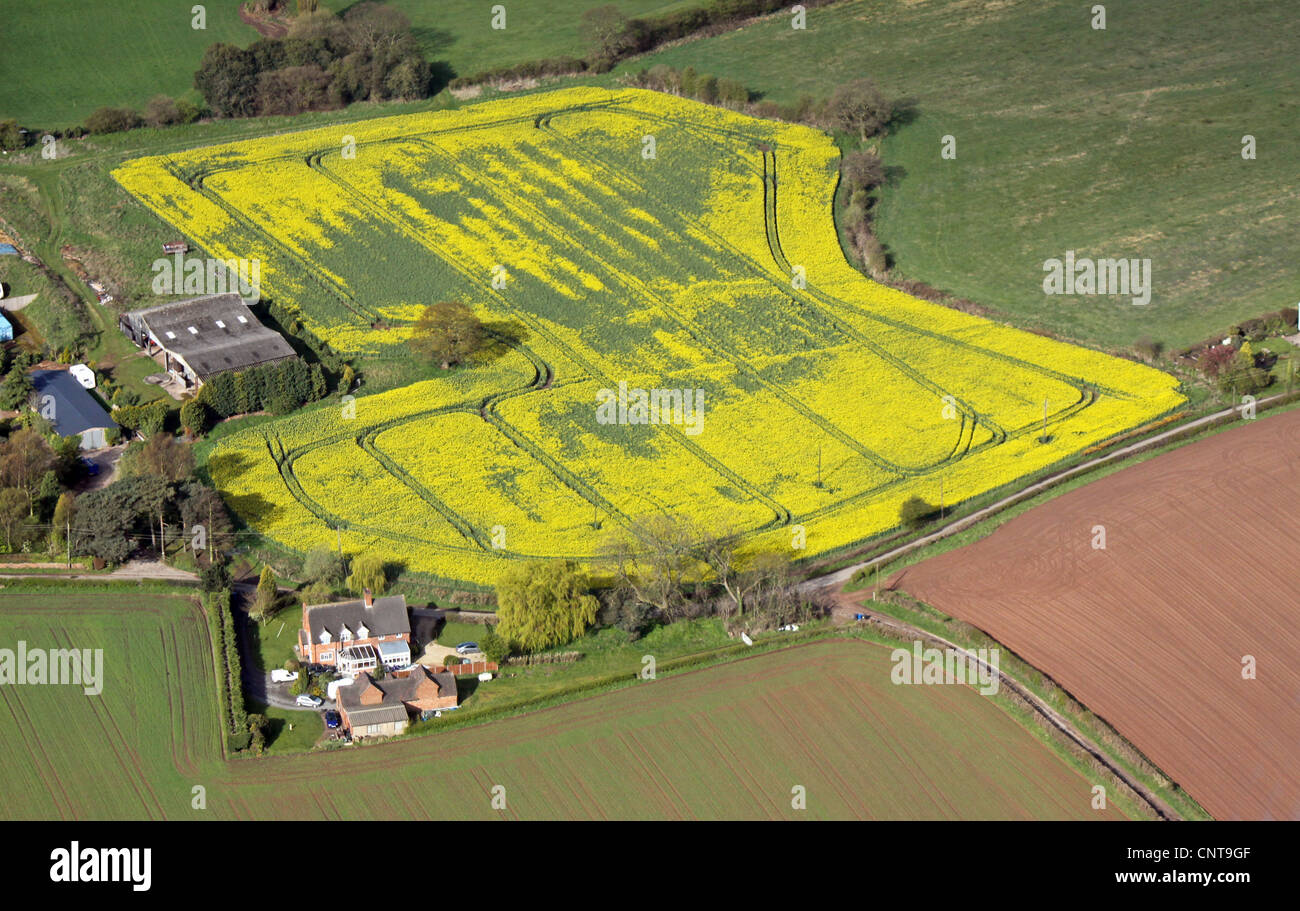 aerial view of a field crop of oil seed rape Stock Photo - Alamy