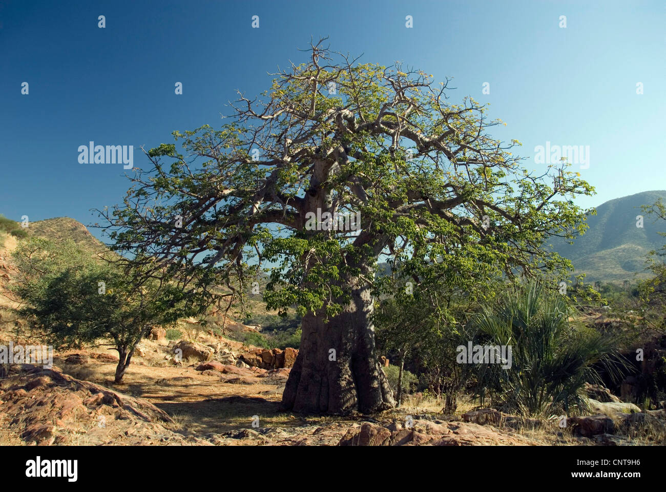 baobab, monkey bread, monkey tamarind (Adansonia digitata), in the desert, Namibia Stock Photo