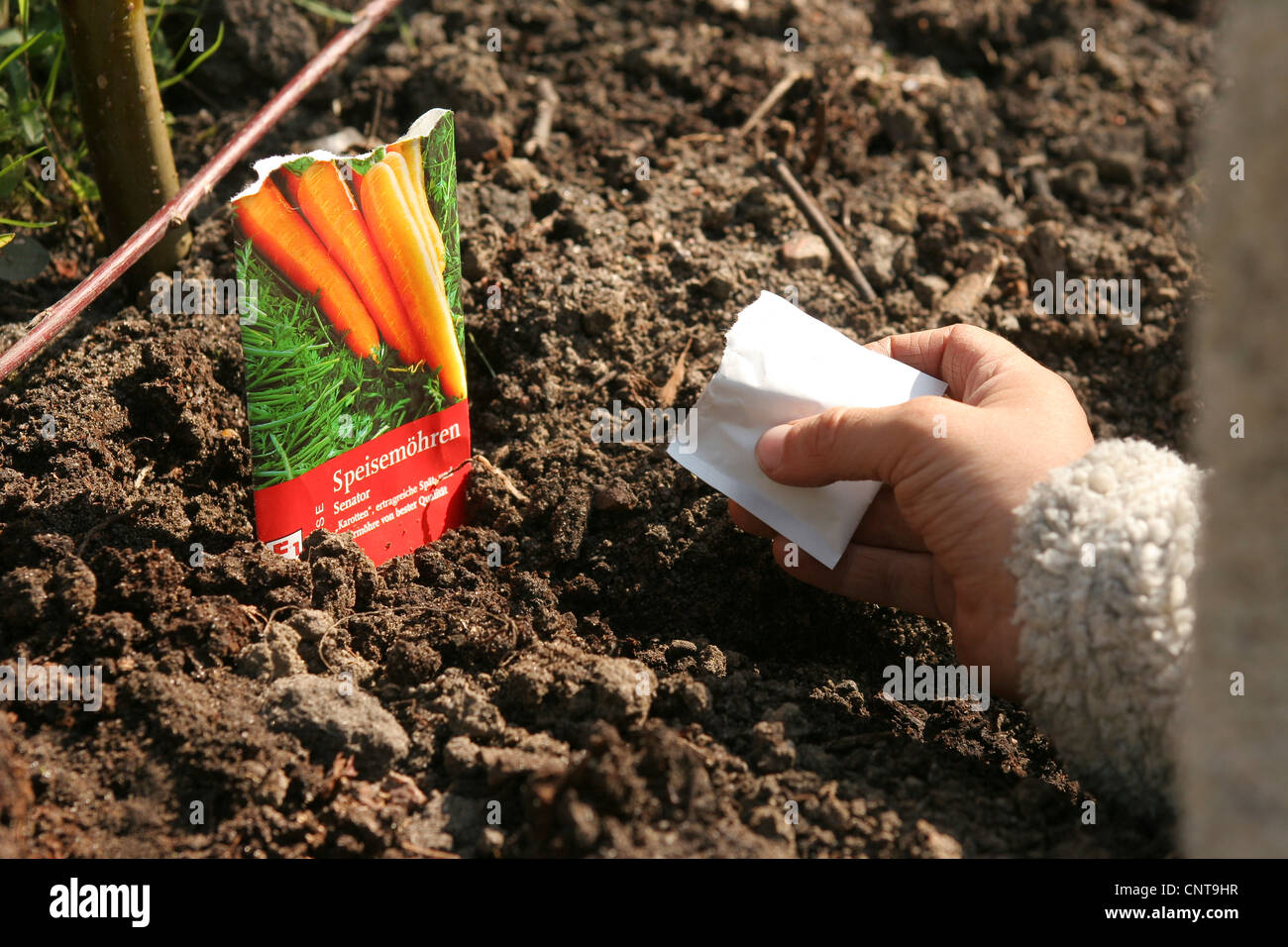 little boy sowing carrots on his own vegetable patch, Germany Stock Photo