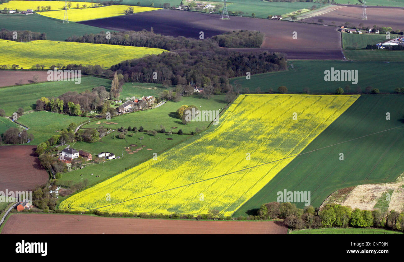 aerial view of a field crop of oil seed rape Stock Photo - Alamy