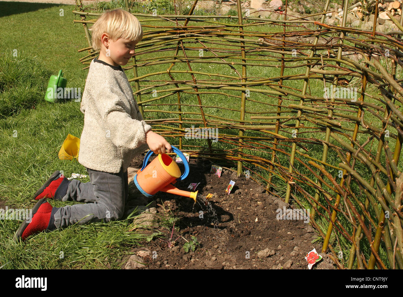 little boy watering vegetables sowed on his own vegetable patch, Germany Stock Photo