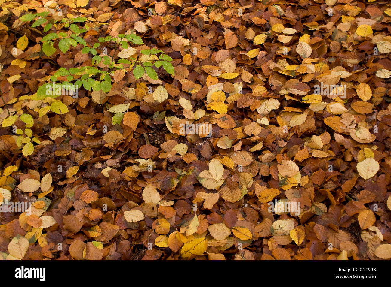 common beech (Fagus sylvatica), laeves lying on the ground, Germany Stock Photo