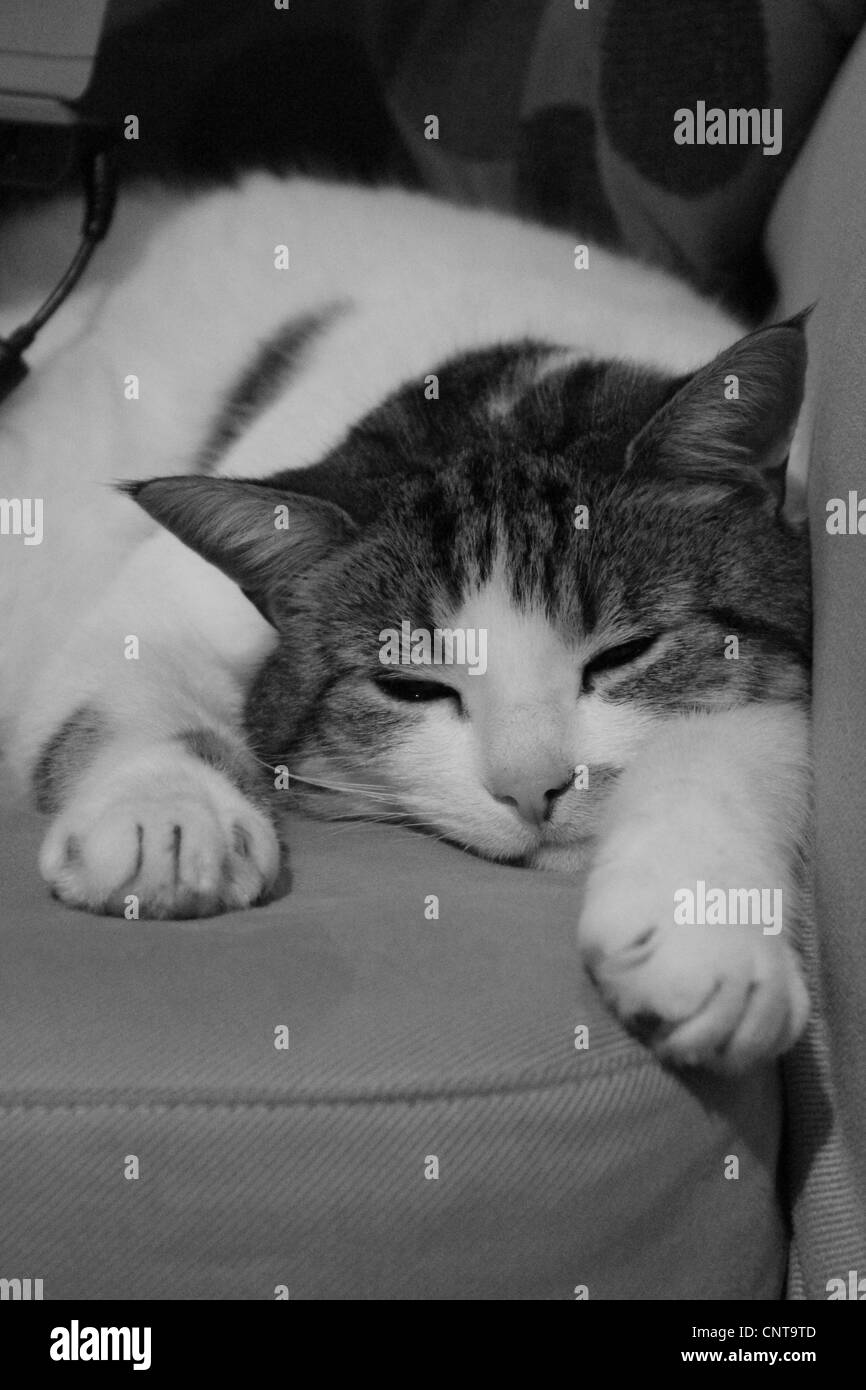 Cat, black and white, sleeping Stock Photo Alamy