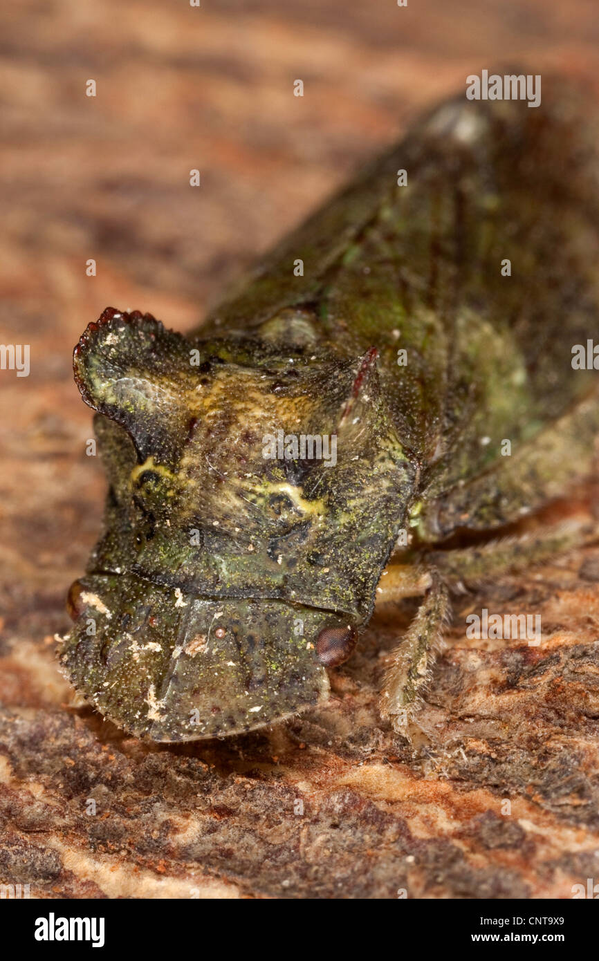 Ear cicada (Ledra aurita), portrait, Germany Stock Photo