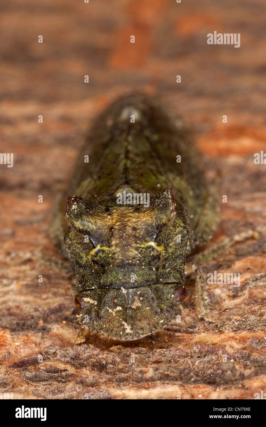 Ear cicada (Ledra aurita), portrait, Germany Stock Photo