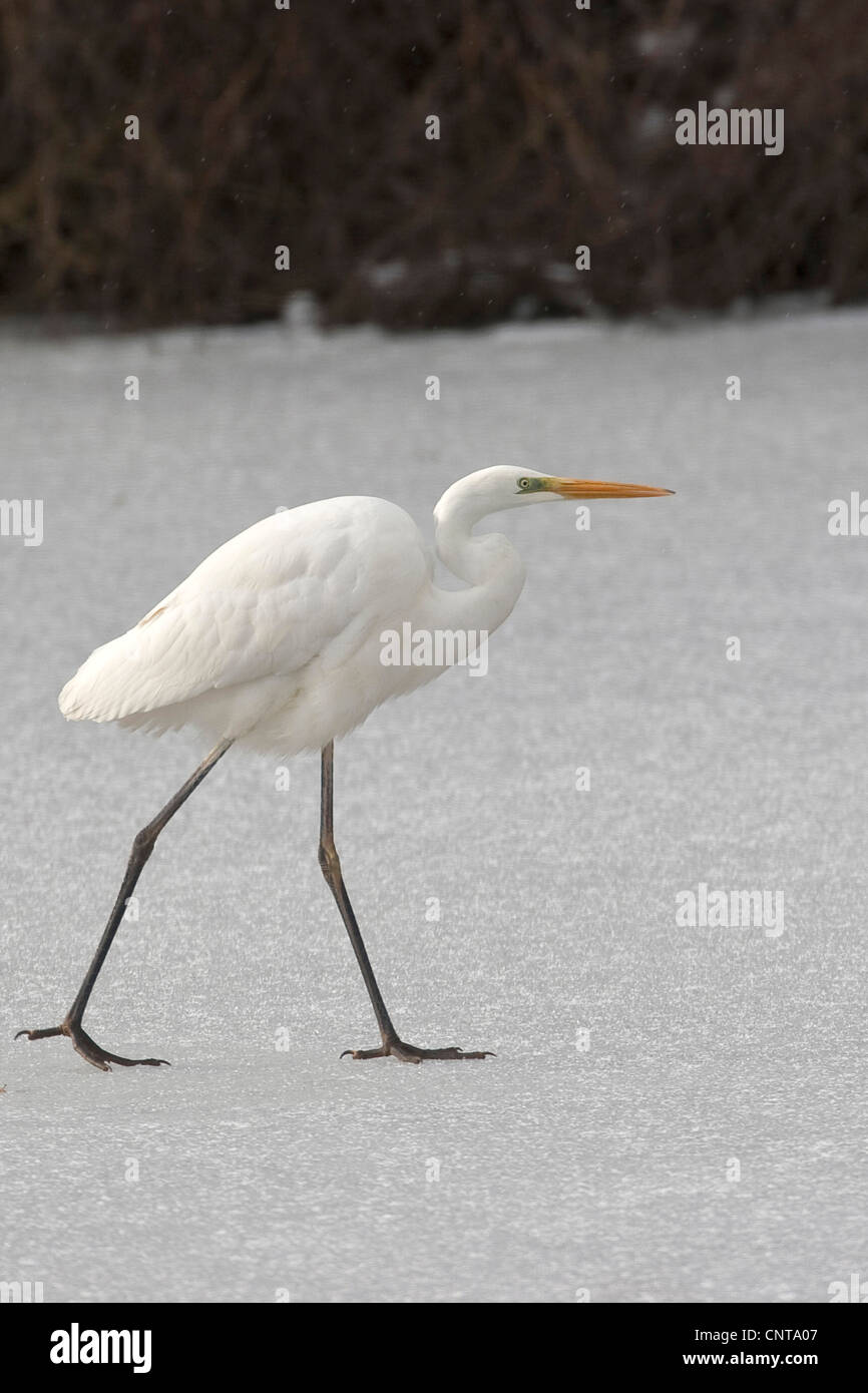 great egret, Great White Egret (Egretta alba, Casmerodius albus, Ardea alba), walking over an ice sheet of a frozen lake, Germany Stock Photo