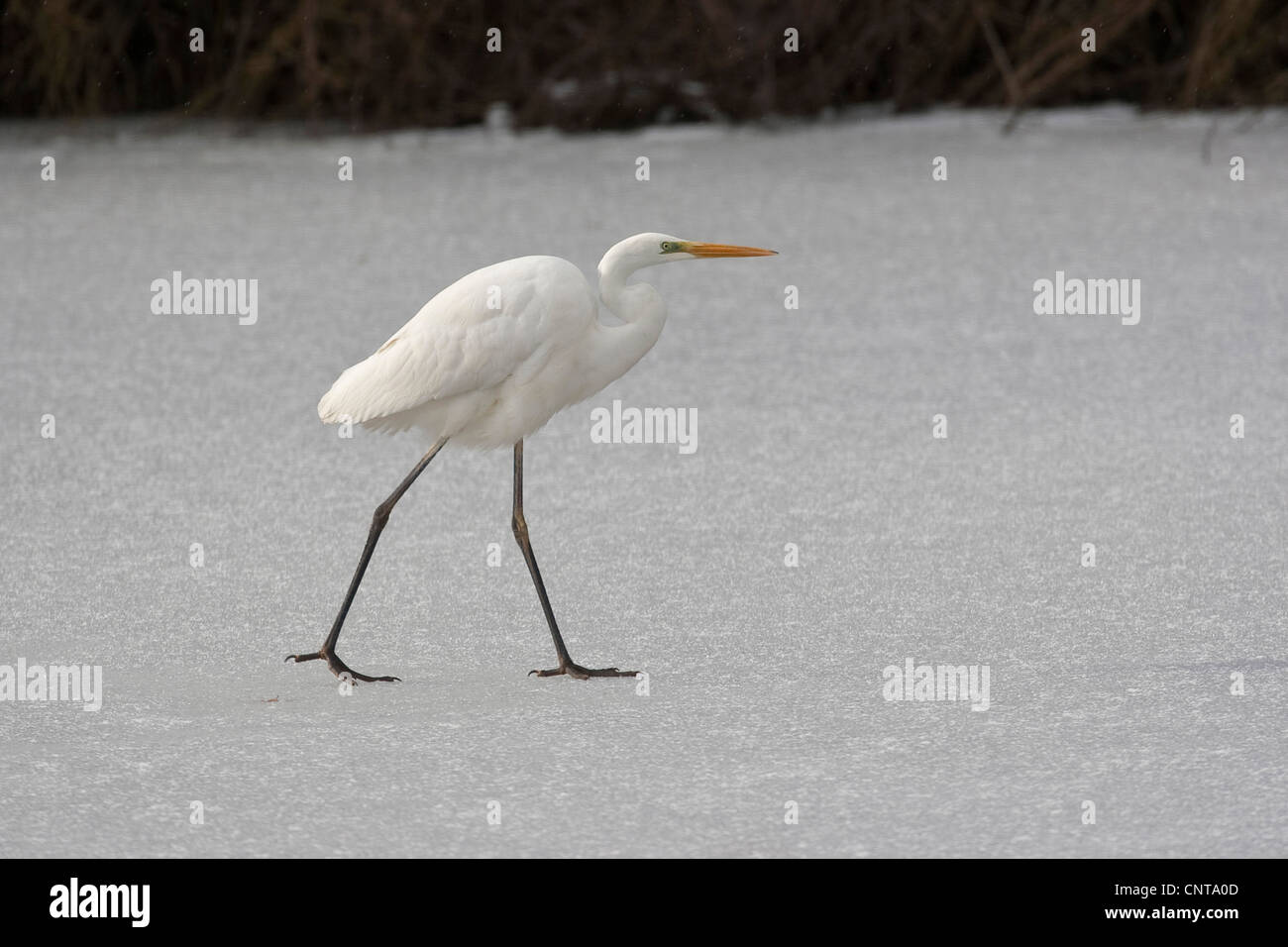 great egret, Great White Egret (Egretta alba, Casmerodius albus, Ardea alba), walking over an ice sheet of a frozen lake, Germany Stock Photo