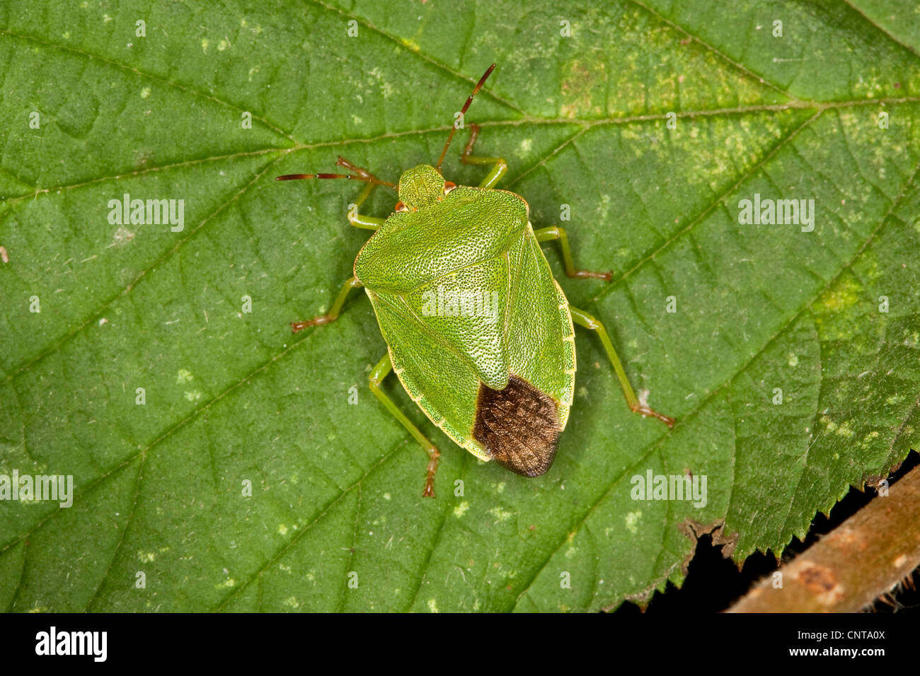 green shield bug, common green shield bug (Palomena prasina), sitting on a leaf, Germany Stock Photo