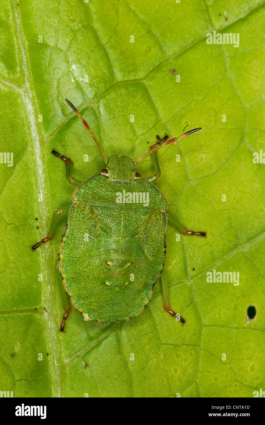Green shield bug (Palomena viridissima), juvenile sitting on a leaf, Germany Stock Photo