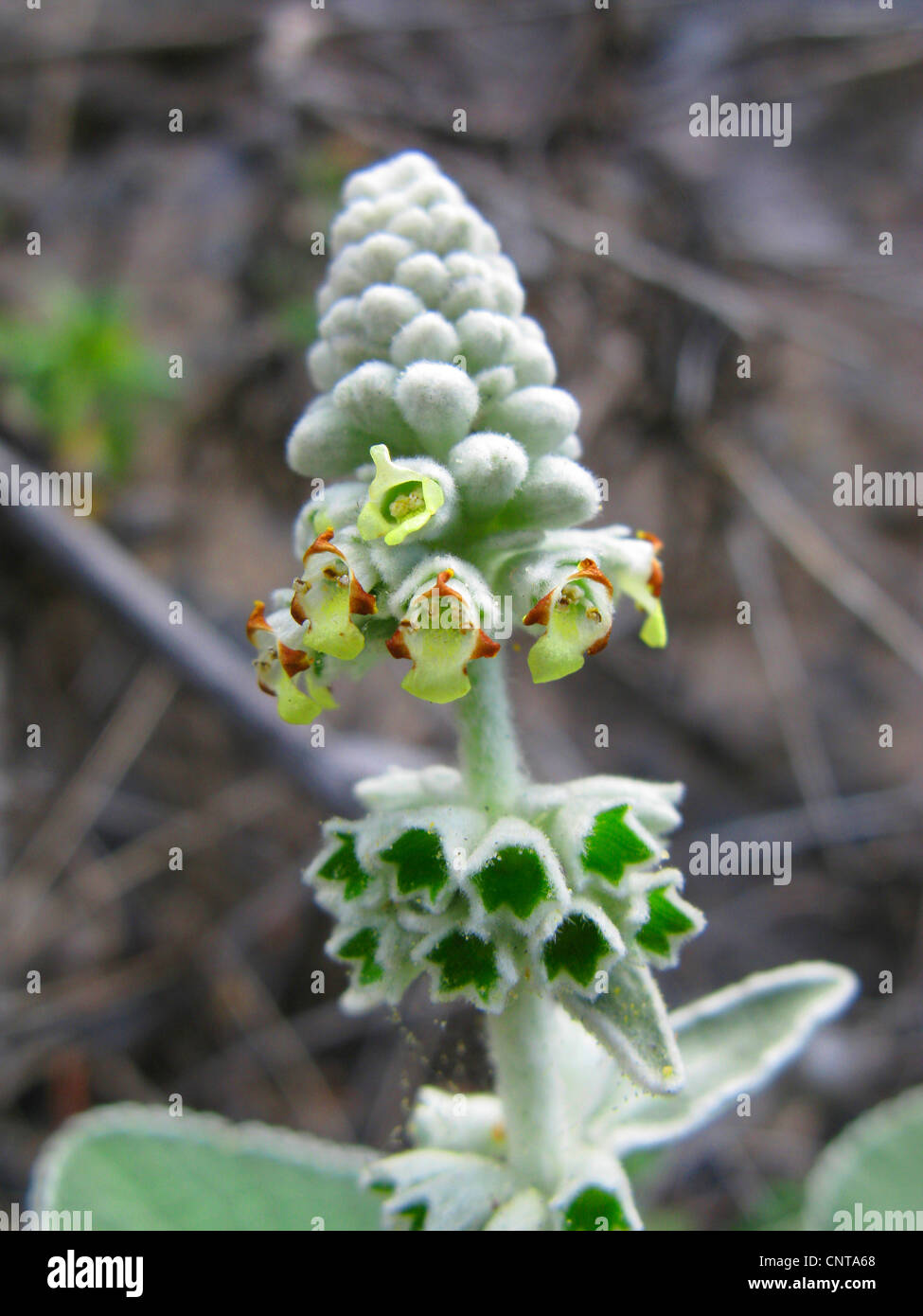 Teno False Sage (Sideritis cretica), blooming, endemic to Canary Islands, Canary Islands, Tenerife Stock Photo