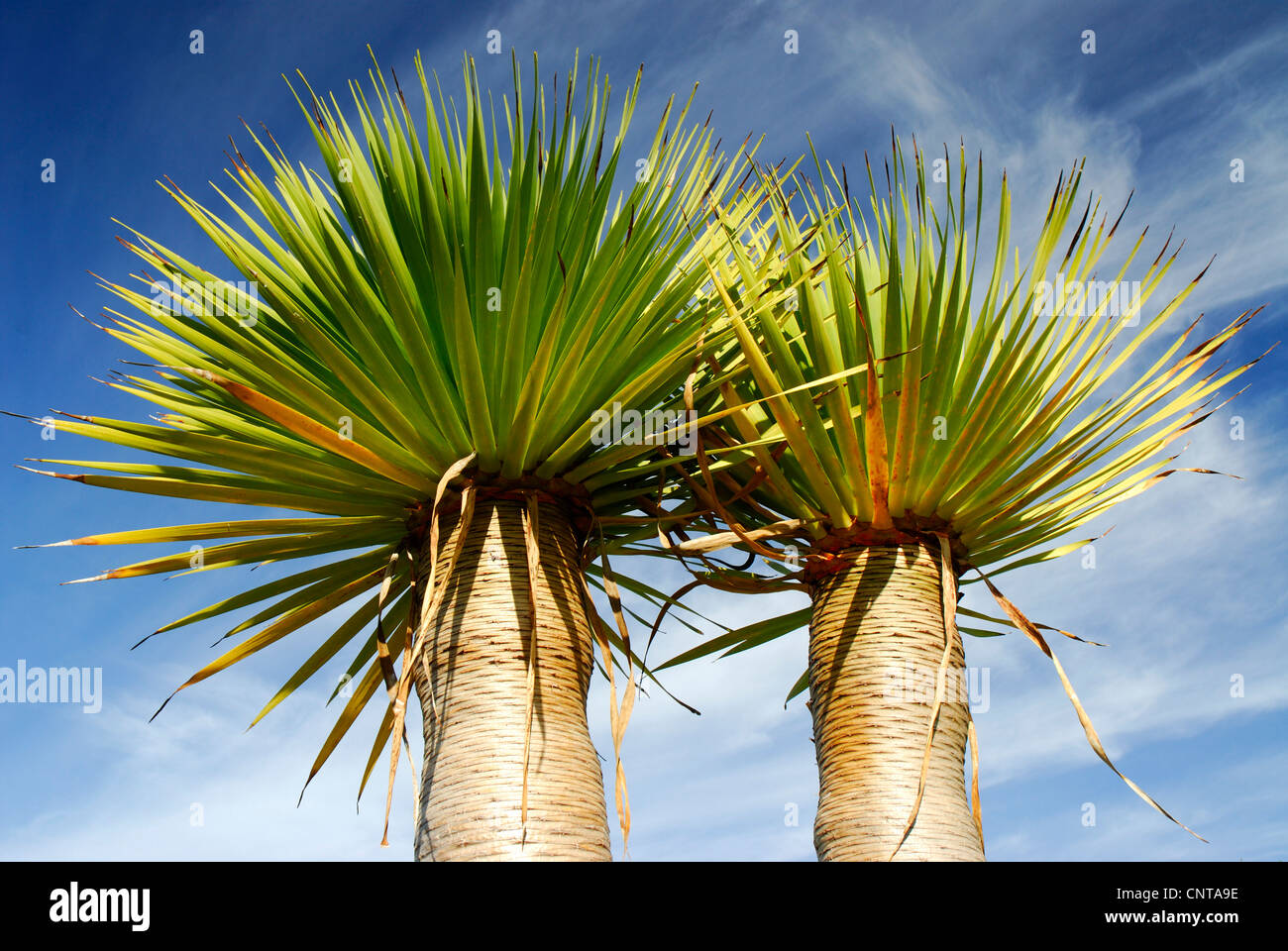 Tear Dragon's blood, Draegon Tree, Canary Islands Dragon Tree, Drago ...