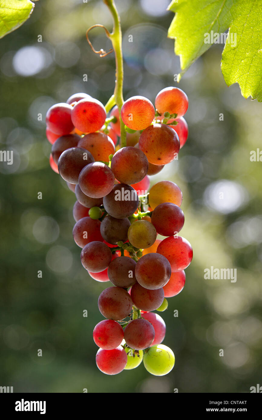 grape-vine, vine (Vitis vinifera), red grapes in backlight Stock Photo
