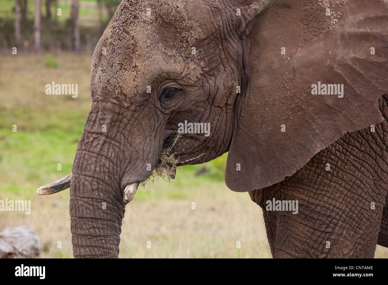 A close up of an elephant eating dried grass at Knysna Elephant Park