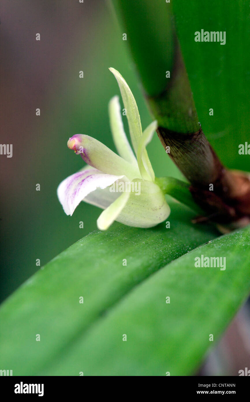 Ponera profilera (Ponera profilera), flower Stock Photo