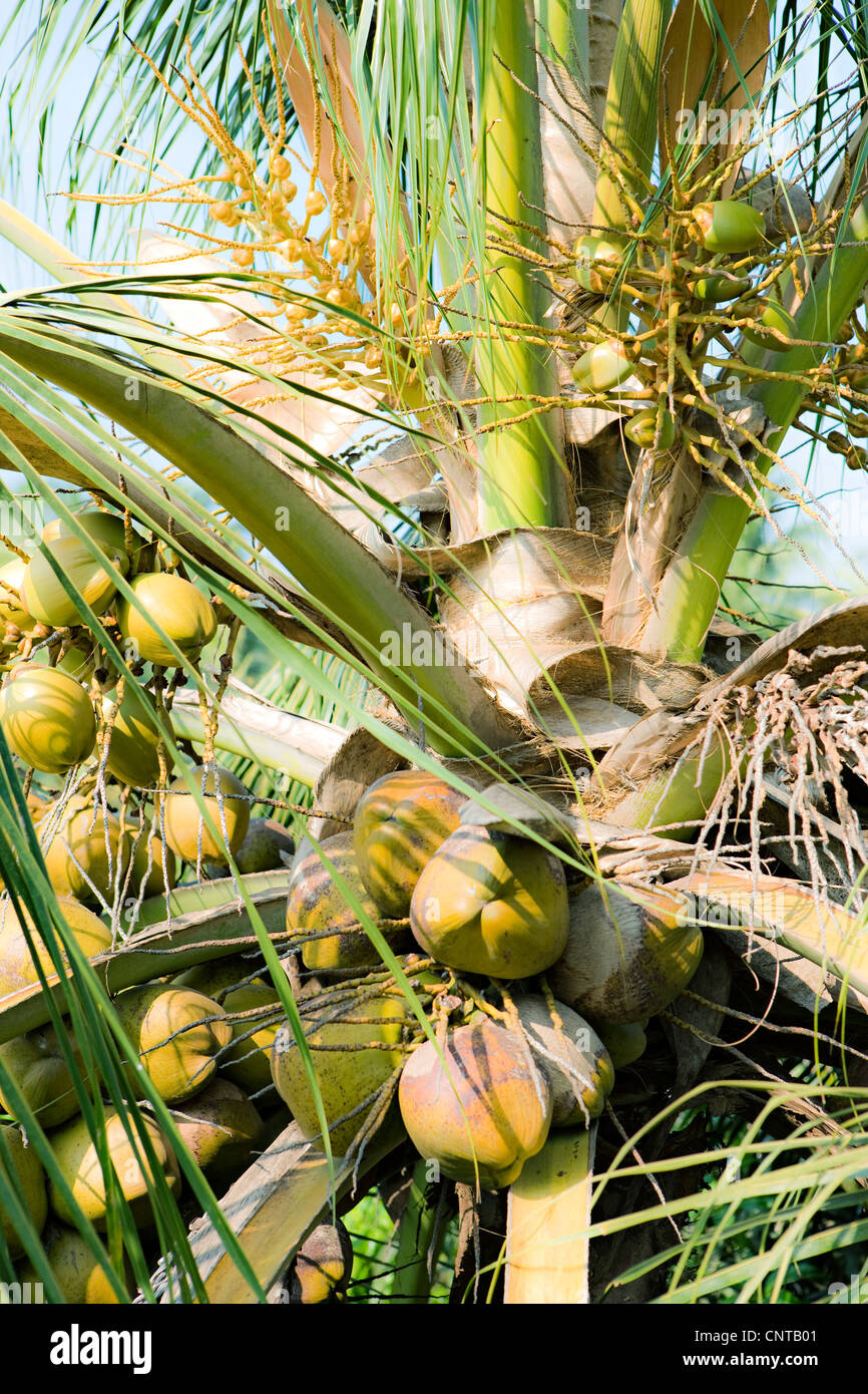Coconuts growing on tree Stock Photo Alamy