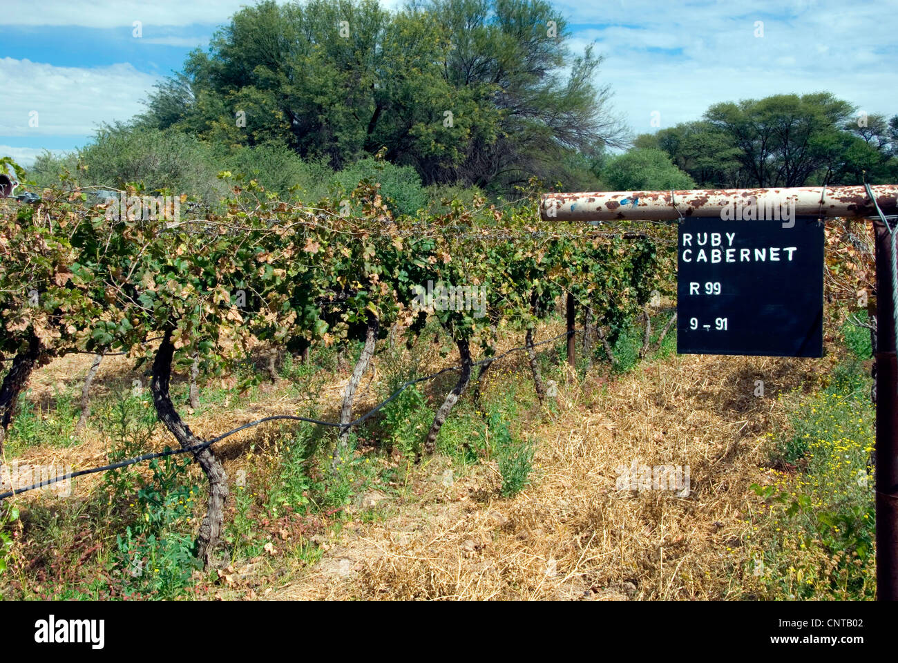 grape-vine, vine (Vitis vinifera), cultivar Ruby Cabernet, Namibia, Omaruru Stock Photo