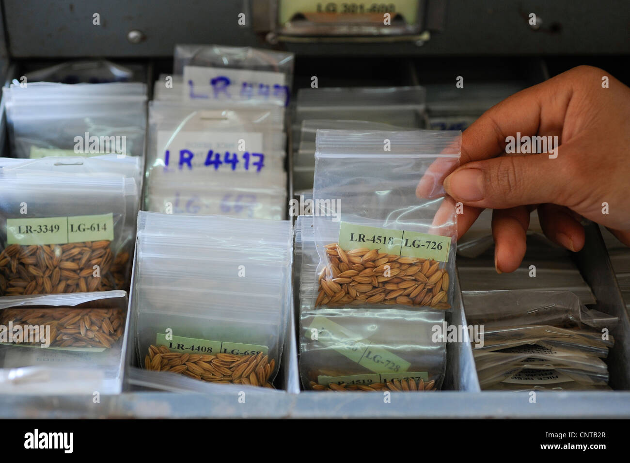 Laos Vientiane NAFRI research institute for agriculture and forestry, rice research and gene bank , seed selection and crossing Stock Photo