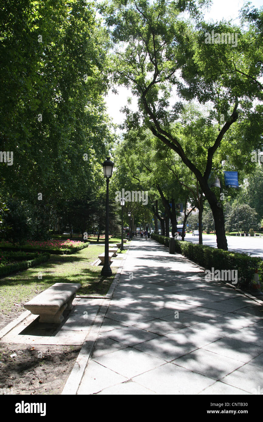 Tree-lined street in Madrid Spain Stock Photo