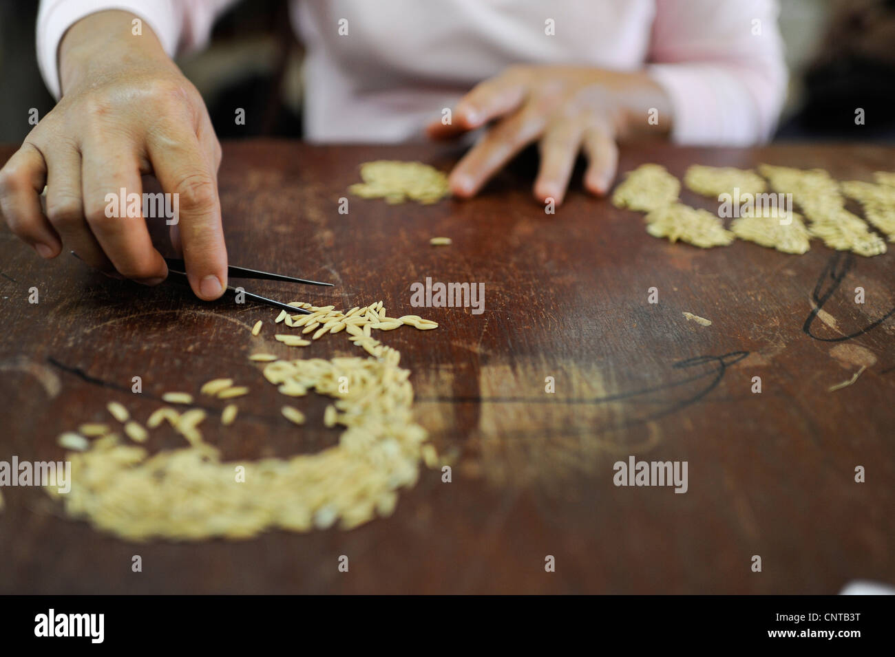 Laos Vientiane NAFRI research institute for agriculture and forestry, rice research and gene bank , seed selection and crossing Stock Photo