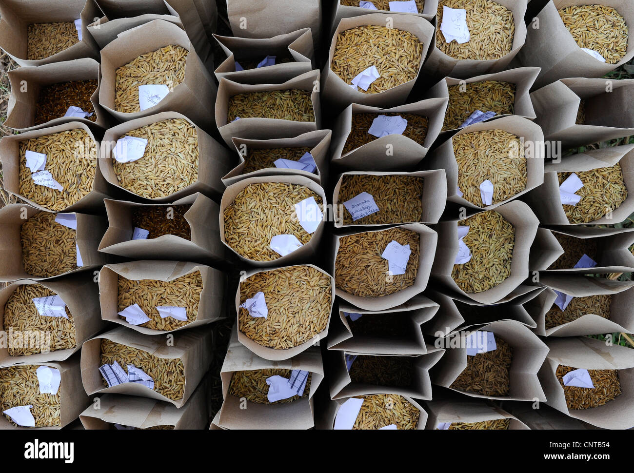 Laos Vientiane NAFRI research institute for agriculture and forestry, rice research and gene bank , seed selection and crossing Stock Photo