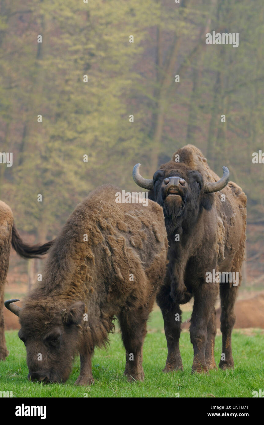 Bison bonasus caucasicus hi-res stock photography and images - Alamy