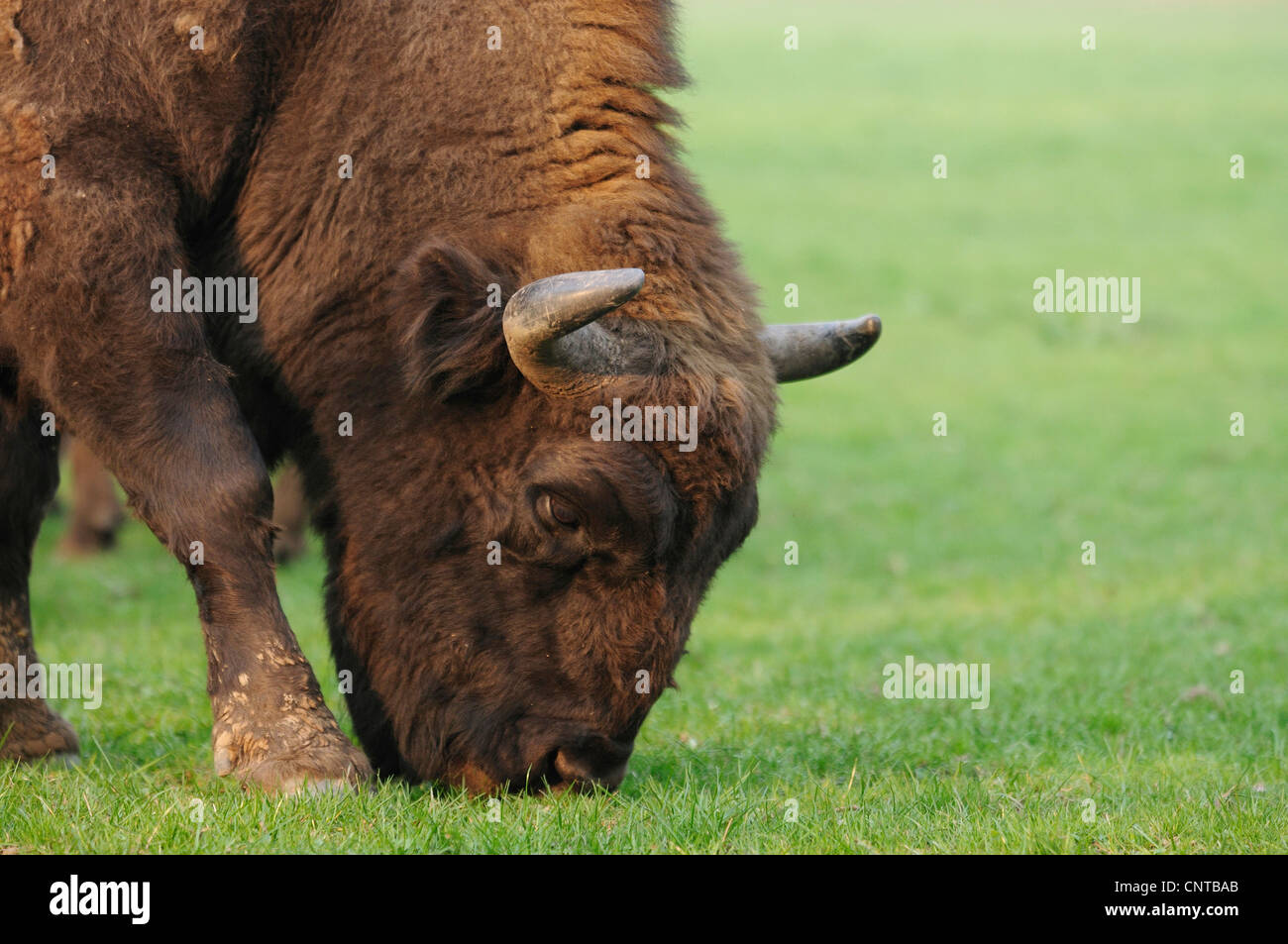 European bison, wisent (Bison bonasus caucasicus), grazing individual