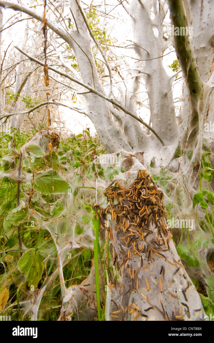 Caterpillars j hi-res stock photography and images - Alamy