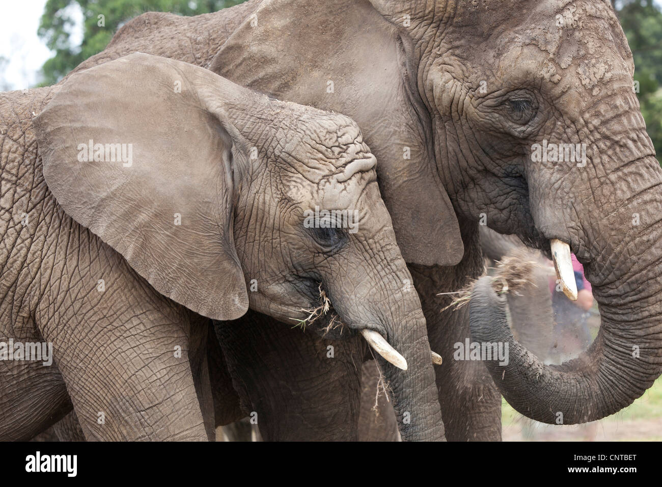 Elephants eating dried grass at Knysna Elephant Park, South Africa
