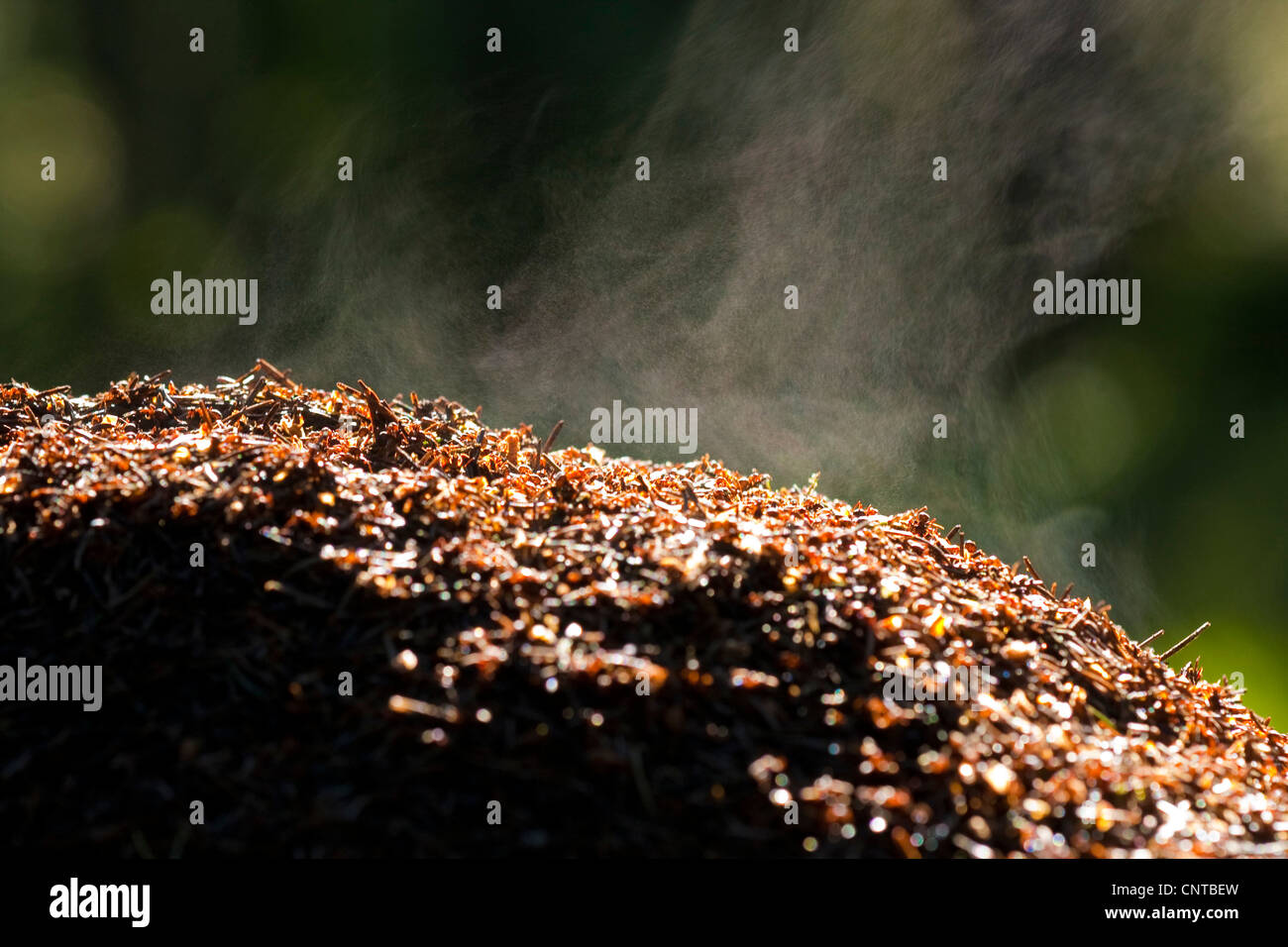 wood ant (Formica rufa), staming ant hill, Germany, Rhineland-Palatinate Stock Photo