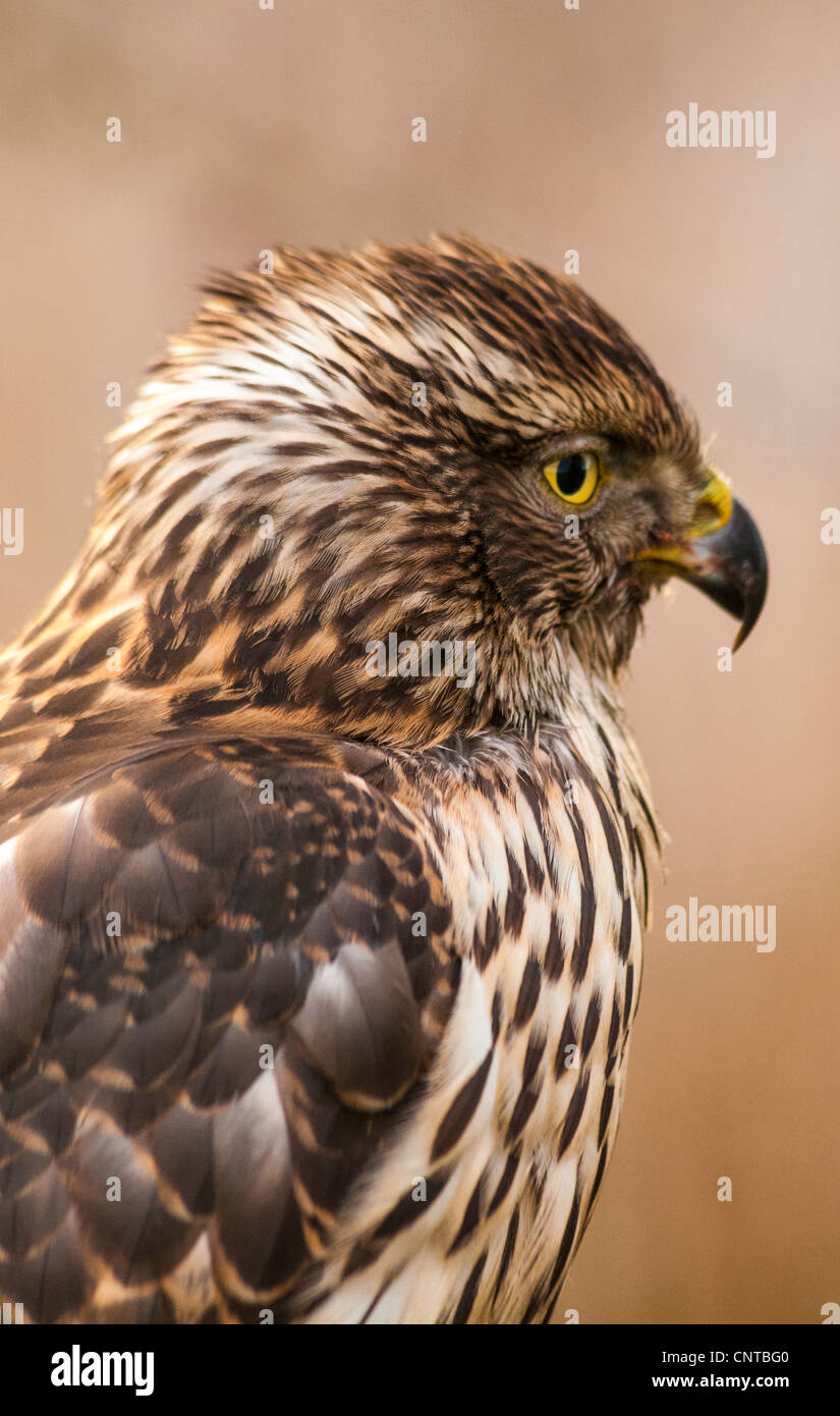 Bird falcon falconer falconry goshawk hawk hunting raptor uk bird hi ...