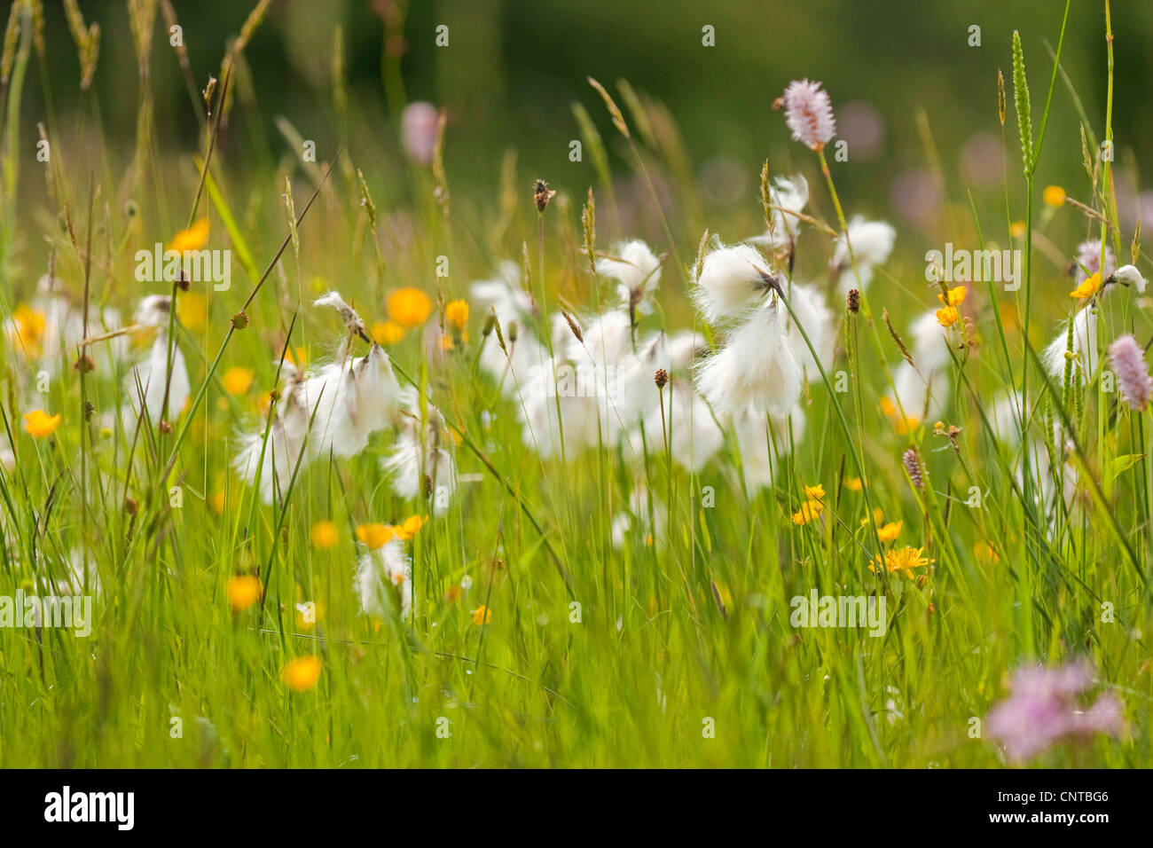 common cottongrass, narrowleaved cottongrass (Eriophorum