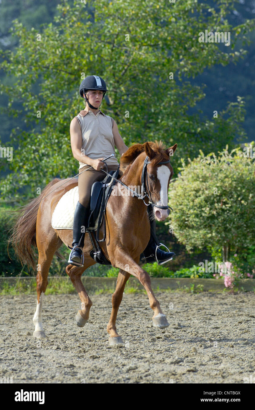 Young dressage rider on German riding pony riding trot Stock Photo Alamy