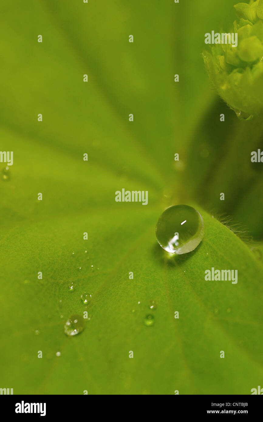 lady's mantle (Alchemilla spec.), Water drop on a leaf Stock Photo