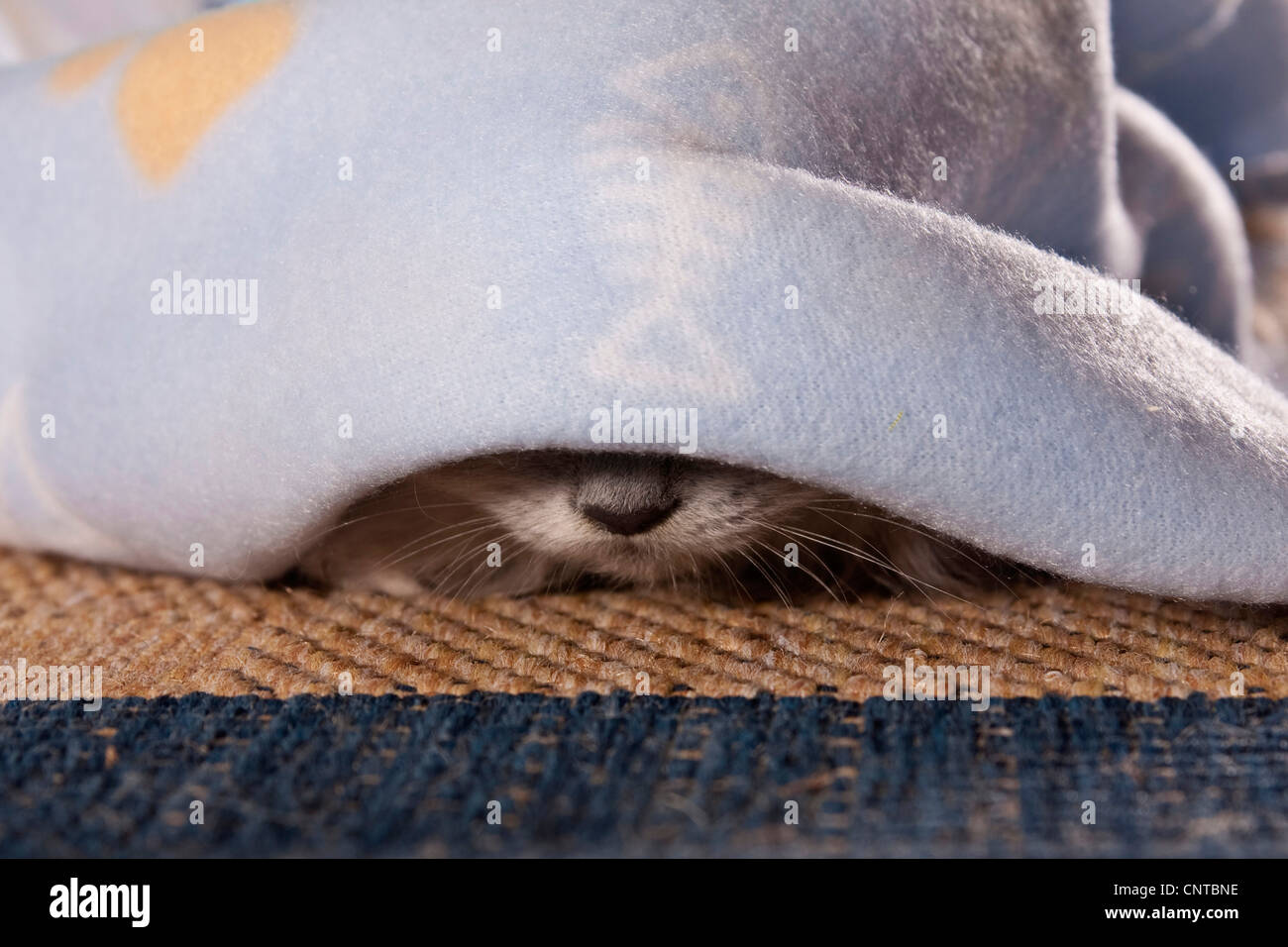 domestic cat, house cat (Felis silvestris f. catus), nose of a cat under a blanket Stock Photo